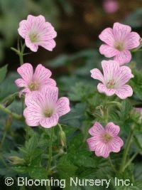 Geranium x oxonianum 'Pearl Boland'